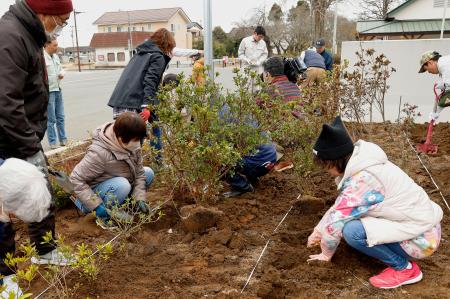 　挿し木から育てたツツジの苗木を植樹する富岡町民ら＝１５日午後、福島県富岡町のＪＲ夜ノ森駅前