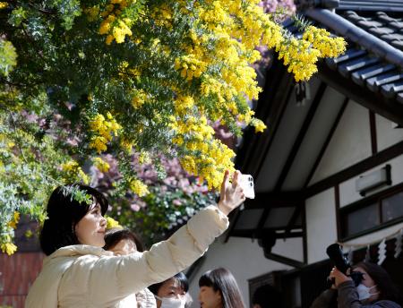 　見頃を迎えたミモザの下で記念撮影を楽しむ人。国連が３月８日を「国際女性デー」と提唱し半世紀を迎える＝７日午後、東京都台東区の蔵前神社