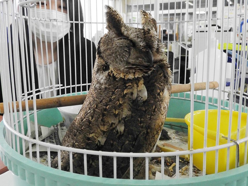 拾得物として届けられたコノハズクとみられる鳥＝１９日午前、飛騨署