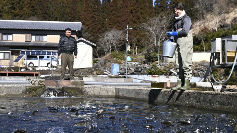 和田孝平さん（左）から養殖を継ぐ西川弘祐さんが餌をまくと、無数のアマゴが跳びはねた＝今月１３日、郡上市明宝寒水