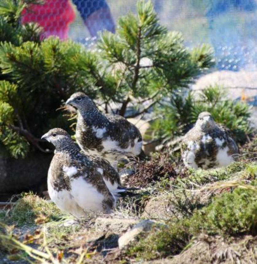 　放鳥されたニホンライチョウのひな＝２０２４年９月、長野県の中央アルプスの駒ケ岳山頂付近（環境省提供）