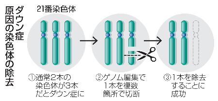 　ダウン症原因の染色体の除去