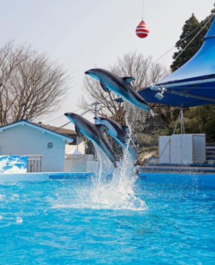 　「のとじま水族館」が全面再開し、震災後初めて実施されたイルカショー＝２２日午前、石川県七尾市